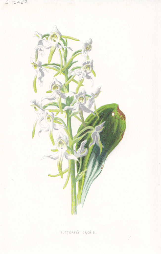 FLOWERS. Butterfly Orchis c1895 old antique vintage print picture